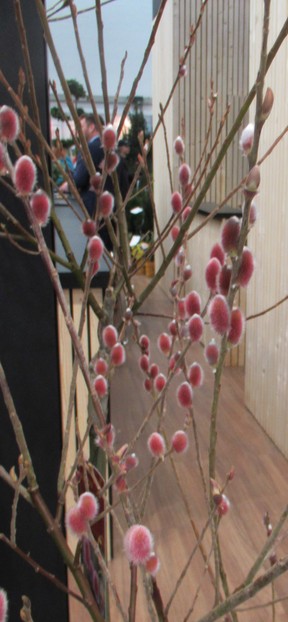 Pink pussy willows, as seen here in Essen, Germany, are striking.