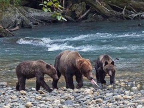 Momma Bear and Cubs at a river in the f the Klahoose wildernes.