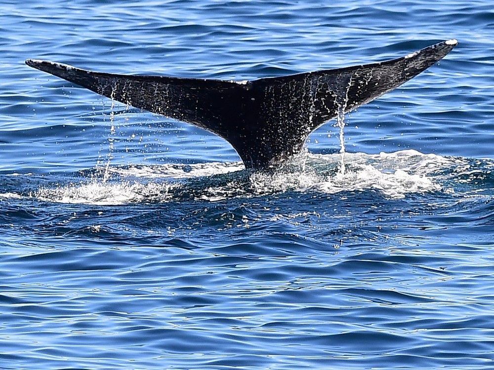 The tail, or fluke, of a Gray Whale can be seen as the mammal makes its descent into the Pacific Ocean off the southern California coastline in this file photo. Photo: AFP via Getty. The tail, or fluke, of a Gray Whale can be seen as the mammal makes its descent into the Pacific Ocean off the southern California coastline in this file photo. Photo: AFP via Getty.