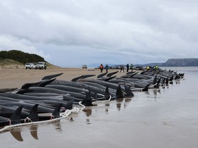 Tasmania state wildlife services personnel check the carcasses of pilot whales, numbering nearly 200, after they were found beached the previous day on Macquarie Heads on the west coast of Tasmania, on September 23, 2022. - Almost 200 whales have perished at an exposed, surf-swept beach on the rugged west coast of Tasmania, where Australian rescuers were only able to save a few dozen survivors on September 22.