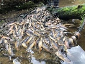 Dead fish are shown in the Neekas River on Heiltsuk territory. Thousands of dead fish, a prolonged wildfire season and intense water shortages leading to ice rink closures are all symptoms of record-setting drought in parts of B.C.