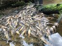 Dead fish are shown in the Neekas River on Heiltsuk territory. Thousands of dead fish, a prolonged wildfire season and intense water shortages leading to ice rink closures are all symptoms of record-setting drought in parts of B.C.