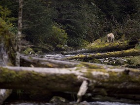A Kermode bear, better know as the Spirit Bear is seen fishing in the Riordan River on Gribbell Island in the Great Bear Rainforest, B.C. on Sept, 18, 2013. The worsening effects of climate change are compounding the historical loss of B.C.'s old-growth forests, says the co-author of a new paper that shows decades of logging on the province's central coast targeted the highest-value forests first.