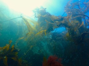 A bull kelp forest is seen underwater near Victoria in a May 13, 2015, in this handout image. Kelp forests, which can grow 20 to 30 metres tall from the ocean floor, provide food and shelter for thousands of marine species while absorbing carbon from the atmosphere.