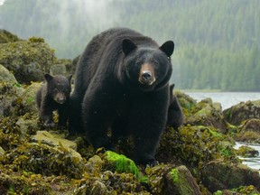The Squamish Estuary trail network is closed after two bear attacks.