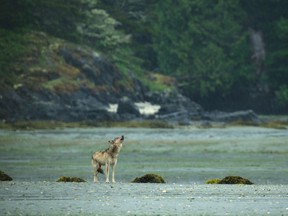 The new Netflix documentary series Island of the Sea Wolves showcases the spectacular natural world of Vancouver Island.
