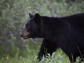 A black bear is seen near Lake Louise, Alberta, June, 2020. A black bear is dead and two women are critically hurt after an attack near Dawson Creek.