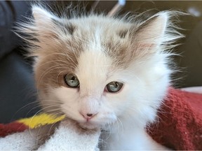 The B.C. SPCA is seeking a home for Omeck