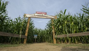 The entrance to the famed corn maze at Maan Farms in Abbotsford.