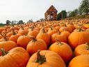 The ‘pumpkin patch’ at Maan Farms near Abbotsford has experienced a ‘dry spell that has been immaculate — it’s been so good for the quality’ of pumpkins, says Amir Maan.