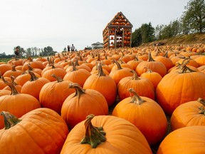 The ‘pumpkin patch’ at Maan Farms near Abbotsford has experienced a ‘dry spell that has been immaculate — it’s been so good for the quality’ of pumpkins, says Amir Maan.