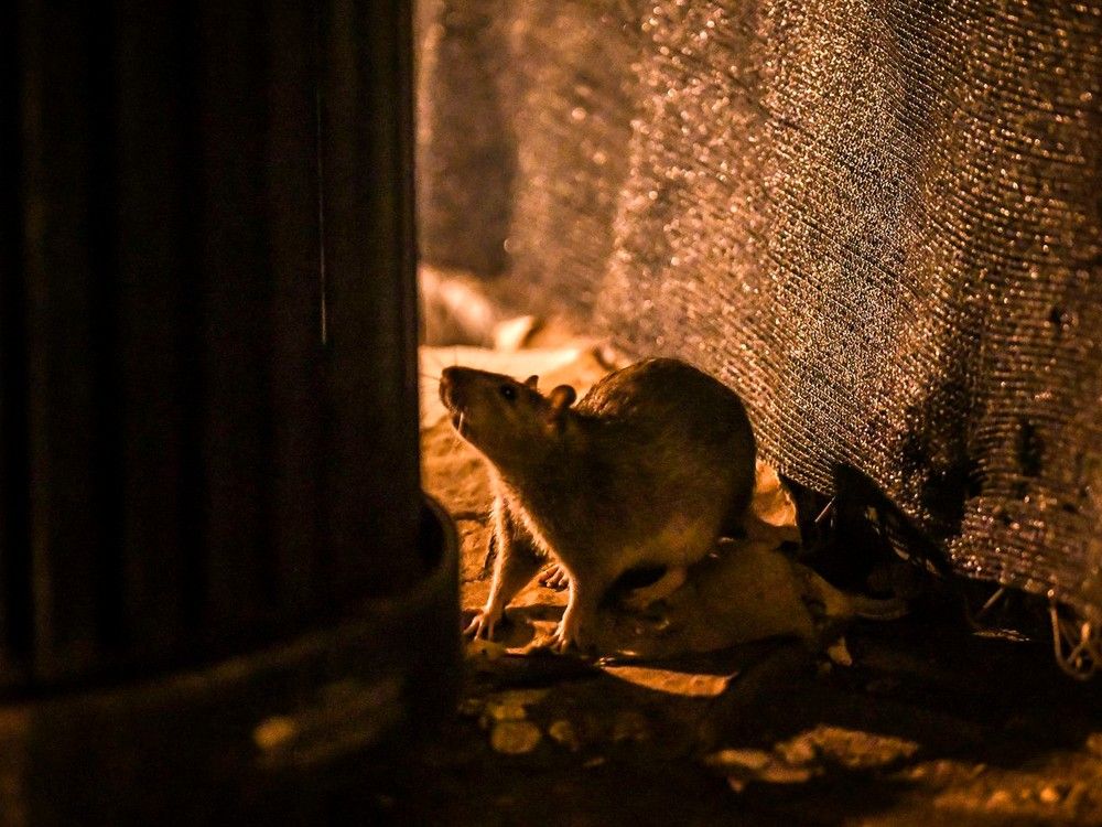 Five B.C. cities on Canada's top 10 'rattiest' cities list Vancouver Sun