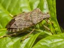 The brown marmorated stink bug, seen in an undated handout photo, is an invasive species in British Columbia. Experts say the aromatic insect is thriving thanks to unseasonably warm weather.