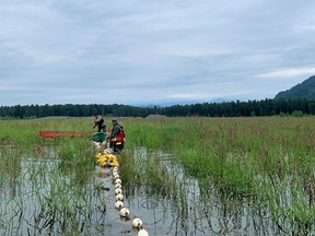 Strawberry Island is part of the Heart of the Fraser, a stretch of the Fraser River between Hope and Mission that the Outdoor Council of British Columbia warns is B.C.’s most endangered river.