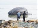 A dead humpback whale corpse floats off Malcolm Island.Samuel Salvati