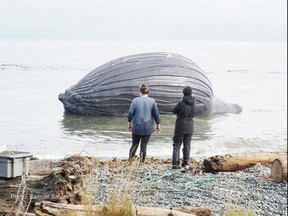 The body of a dead humpback whale floats off Malcolm Island. SAMUEL SALVATIE