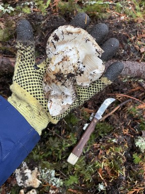 A Matsutake (also called the Pine Mushroom) unearthed by author Diane Borsato during a recent trip to the Sunshine Coast.