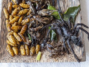 A larvae, insect and tarantula board.