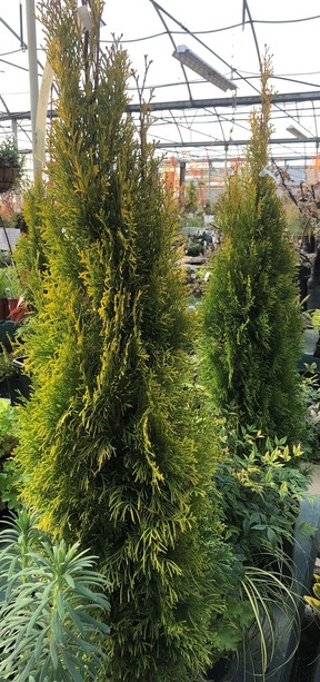 Jantar cedars offer attractive, vibrant foliage and are effective focal-point plants in containers.