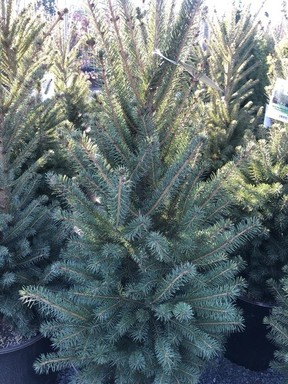 Picea North Pole has a lovely narrow form that can be easily dressed up for the holidays.