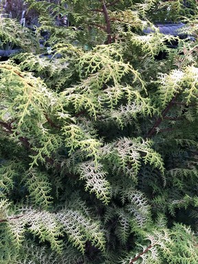 Gold Shadow Hinkoki cypress has unique colouring.