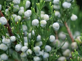 Juniperus gin fizz: This new variety from Proven Winners is a great source of attractive berries.