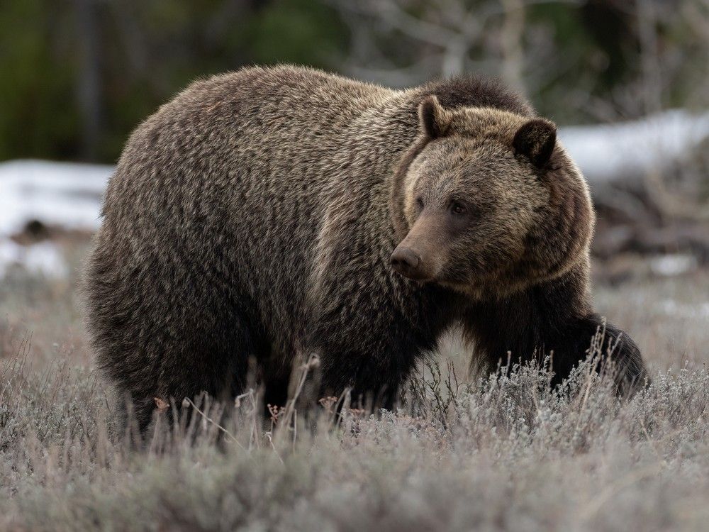 'Bears know no borders:' Washington state considers options to reintroduce grizzlies in wilderness near Manning Park
