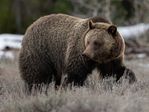 B.C. mulls return of grizzly hunting in controversial report
