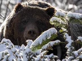 A photo of a Banff grizzly bear called The Boss by award-winning nature photographer Jason Leo Bantle.