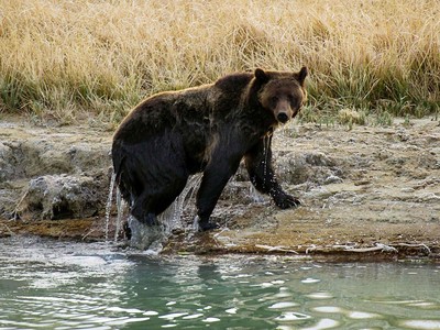Mossback's Northwest: Where are Washington's grizzly bears?