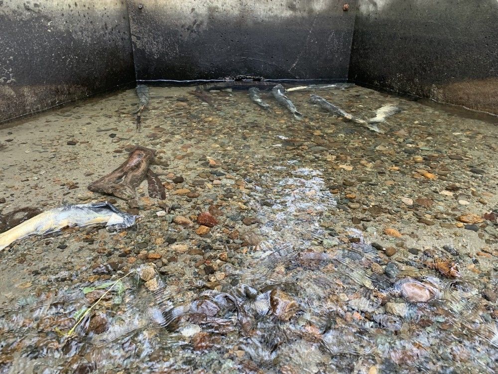 B.C. government to replace aging Vancouver culvert that blocked Spanish Bank Creek salmon spawn