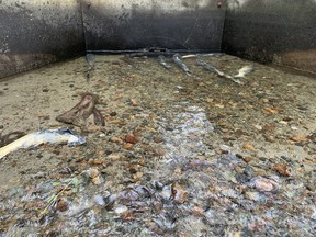 Experts say this partly blocked culvert is not keeping adult chum salmon from returning to the restored Spanish Bank Creek habitat in Vancouver.