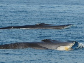 A fin whale in the BC waters.