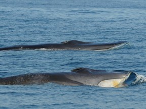 Fin whales in B.C. waters.