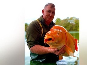 A massive goldfish nicknamed 'The Carrot' was captured at Bluewater Lakes in Champagne, France.
