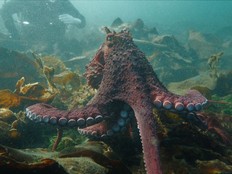 Watch: B.C. diver shakes a leg with giant Pacific octopus in 'mind-blowing' encounter