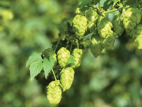 File photo of hops on the vine. A Fraser Valley farm operation is facing a fraud investigation by the B.C. Securities Commission.