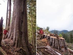 TJ Watt stands beside a giant red cedar tree, left, before (in September of 2021) and after (in May of 2022) it was cut in an old-growth forest in the Caycuse watershed in Ditidaht First Nation territory on Vancouver Island, B.C. in this combination handout photo.