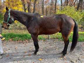 Mittcent Vangogh, an 11-year-old standardbred horse who was sold last year because he had a sore foot, is shown in this undated handout photo.