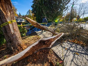 NEW WESTMINSTER, B.C. 2nd street and 6th Ave in New Westminster. The aftermath of a storm Friday night that knocked down trees and caused more than 300,000 homes to lose power on B.C.’s South Coast. Photo: Francis Georgian.