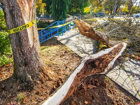 NEW WESTMINSTER, B.C. 2nd street and 6th Ave in New Westminster. The aftermath of a storm Friday night that knocked down trees and caused more than 300,000 homes to lose power on B.C.’s South Coast. Photo: Francis Georgian.