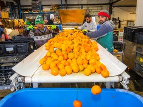 Oranges being sorted at ReFeed Farms in Langley.