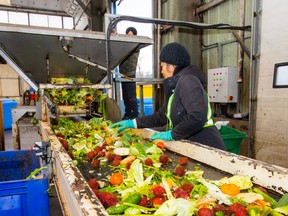 A salad of unwanted vegetables awaits sorting.