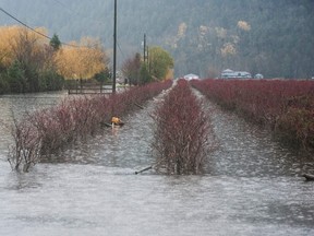 A flooded blueberry field in the Sumas Prairie in Abbotsford on Nov. 30, 2021.
