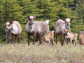 Calves from the Klinse-Za caribou herd in northern British Columbia.