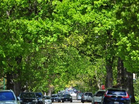 Trees line a street in Vancouver