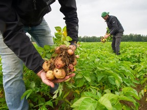 Potatoes grown by Heppell's Potato Corp. on Campbell Heights farmland that is not yet protected in the Agricultural Land Reserve.