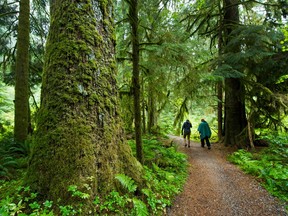 File photo of old growth trees in North Vancouver. A new report says while it's vital to protect these carbon sinks, it's not enough to slow climate change, and must be done in conjunction with switching to clean energy.