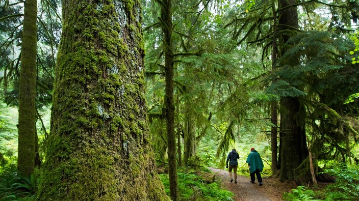 Forest bathing can ease stress, boost immune function: UBC scientist