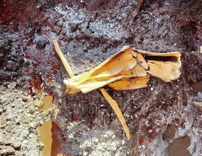 Close up of bison scapula and rib bones. Via Ed Davies